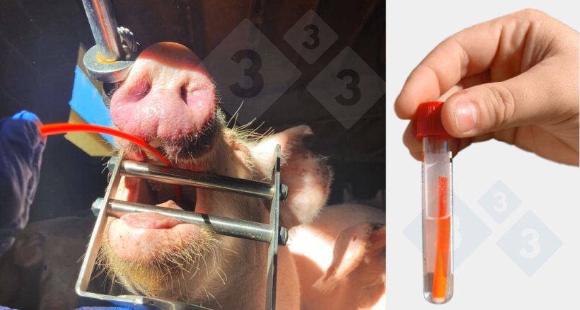 Collection of tracheobronchial scraping samples.