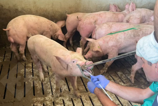 Collection of tonsil scrubbing samples.