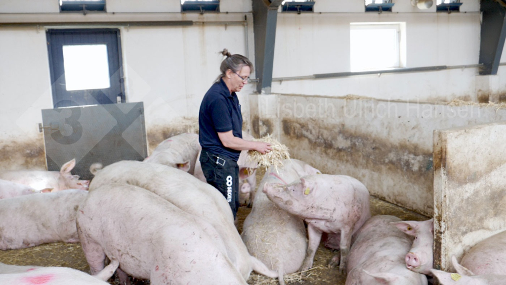 Daily inspection of sows – looking for sows