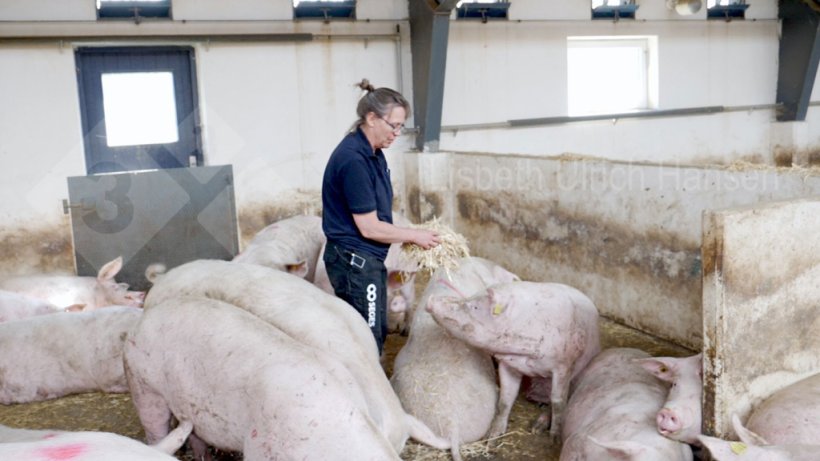 Foto 2: Daily inspection of sows &ndash; looking for sows with lameness
