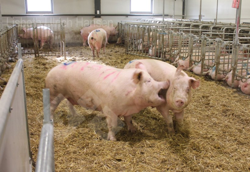Foto 1: Danish mating pen used at mixing &ndash; deep bedding with straw