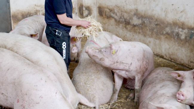 Foto 2: Daily inspection of sows &ndash; looking for sows with lameness
