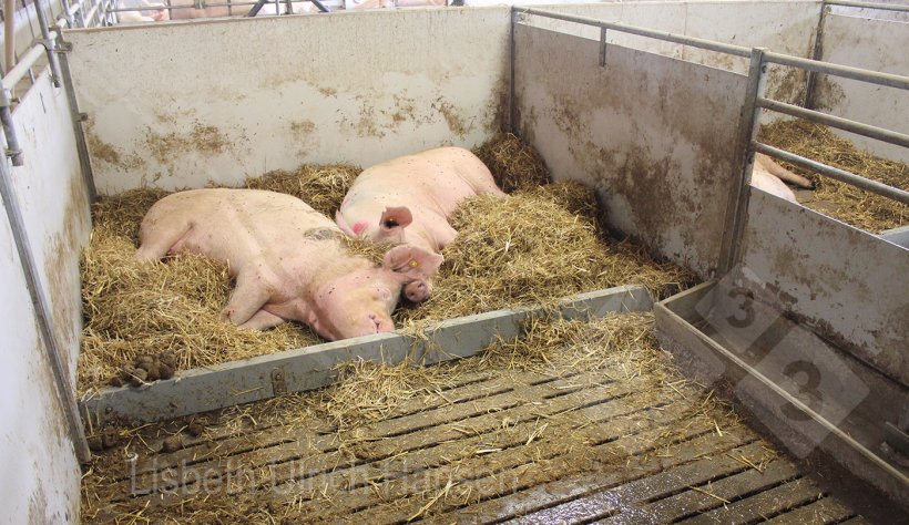 Foto 3: Hospital pen with drained straw bedding in the laying area.