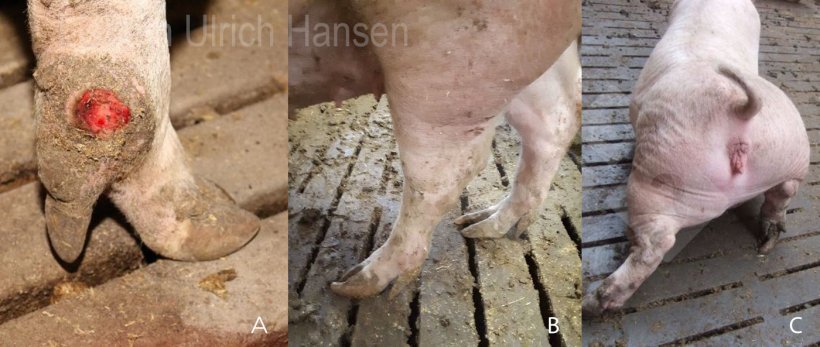Foto 4.&nbsp;Leg and hoof injuries and lameness in sows. A)&nbsp;Pastern ulcers developed&nbsp;in the farrowing unit&nbsp;increase the risk of&nbsp;infection; B)&nbsp;Long claws increase the&nbsp;risk of slipping and long dew claws increase the&nbsp;risk of tearing and infection; C)&nbsp;Fighting and slippery floors increase the&nbsp;risk of&nbsp;injuries&nbsp;and fractures.
