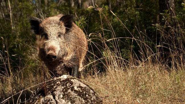 Localización de los 2 focos de jabalíes silvestres detectados en Cataluña (Fuente: MAPA)