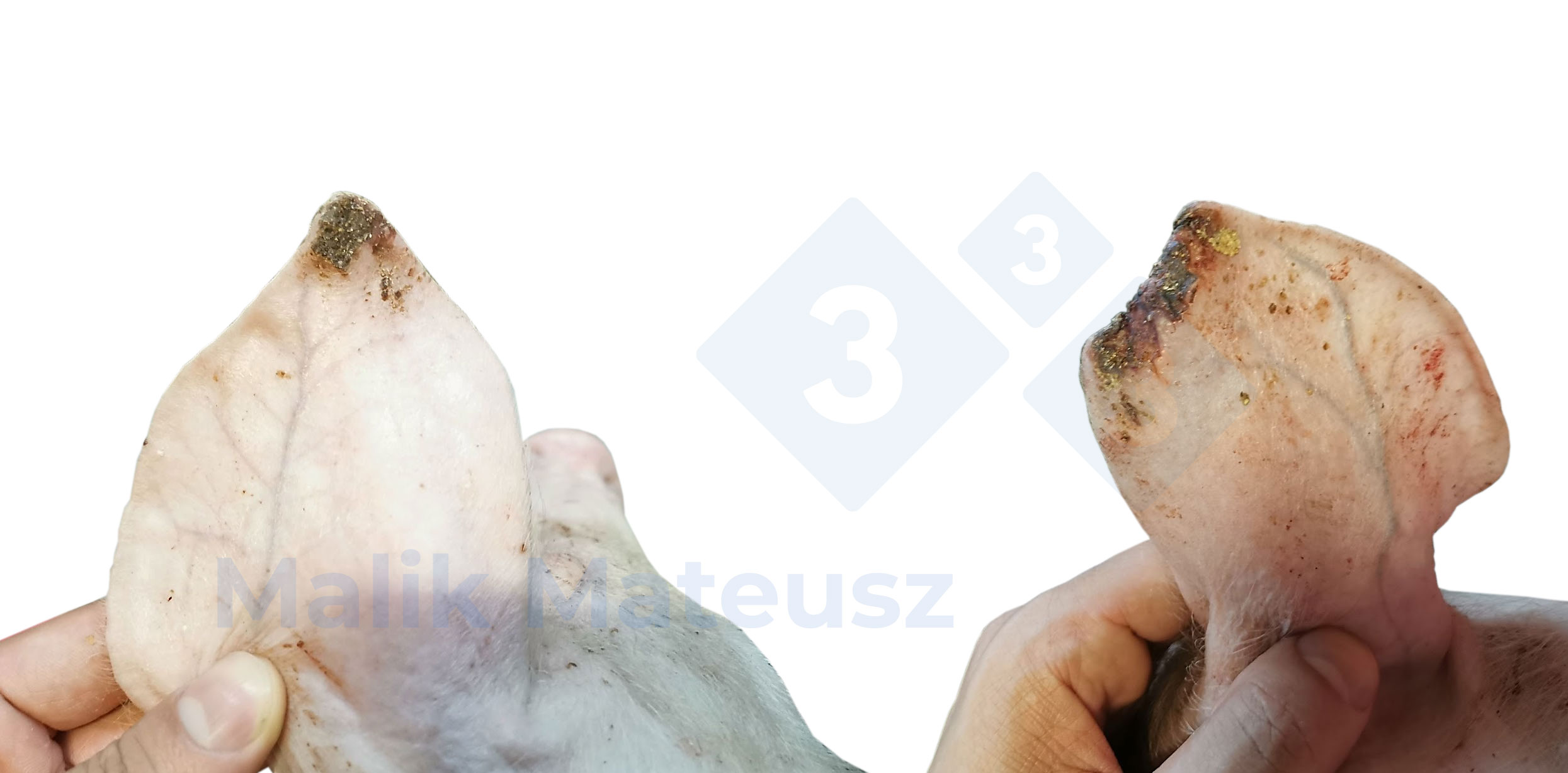 Ear necrosis