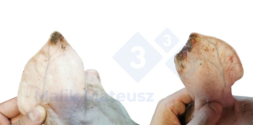 Mild lesions and moderate lesions