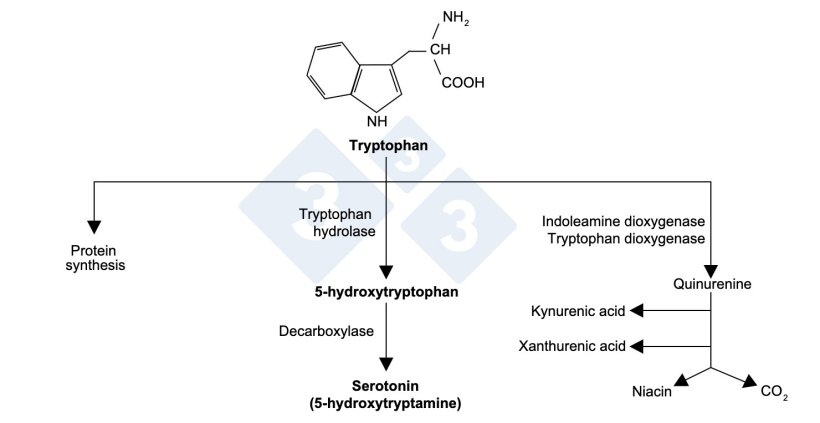 Figure 1. Tryptophan molecule and its pathways.
