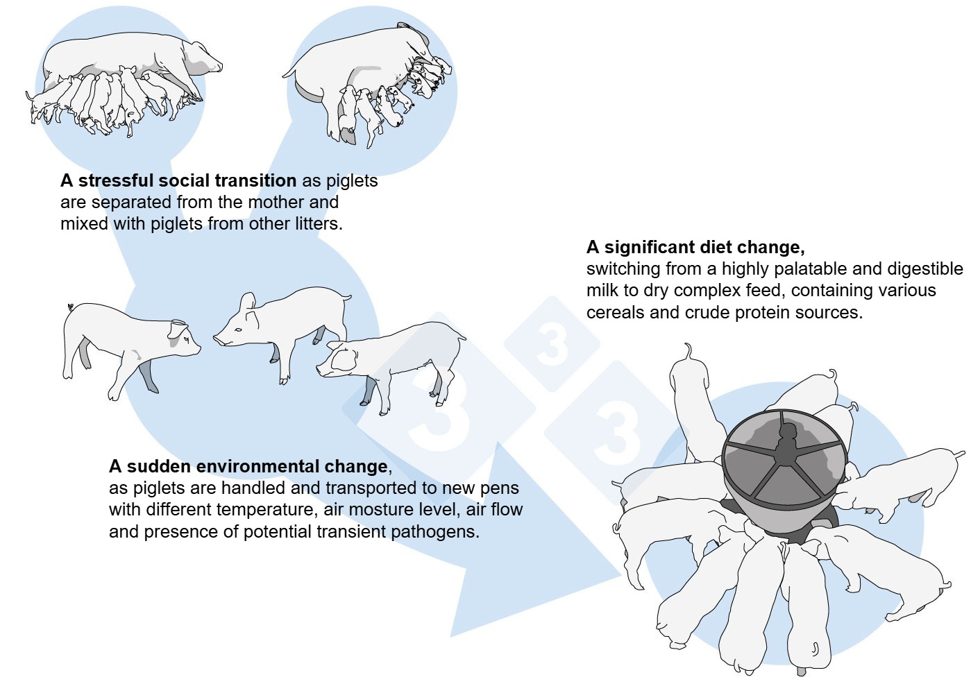 Figure 1. Serial external stresses around weaning.