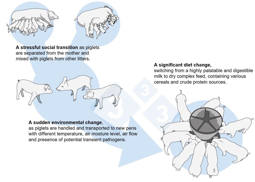 Figure 1. Serial external stresses around weaning.