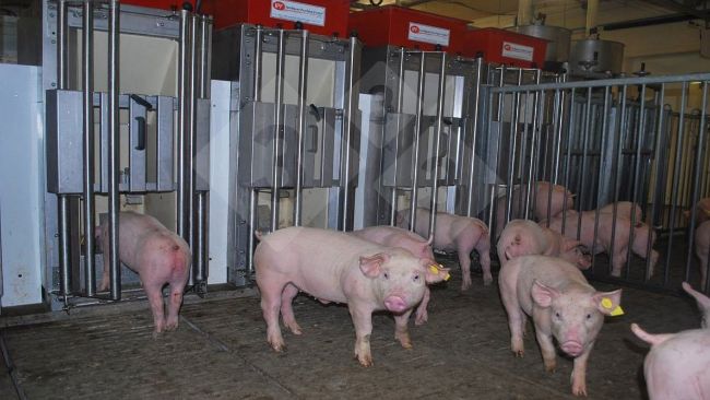 Photo 1. Individual feeders allow pigs to enter one at a time to request feed. Ear tags identify each pig with passive transponders, which allow the feeder to recognize the individual and provide daily diets tailored to each animal's&nbsp;specific needs.
