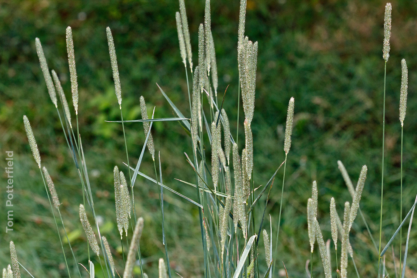 <p>Photo 2.&nbsp;<em>Phleum pratense</em>, photo by Tom Potterfield.</p>
