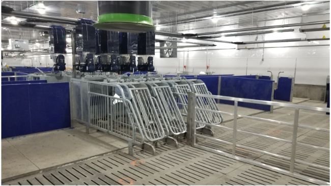 Photo 1. Precision electronic feeding in gestation with 4 feed lines and several hoppers per feeder.