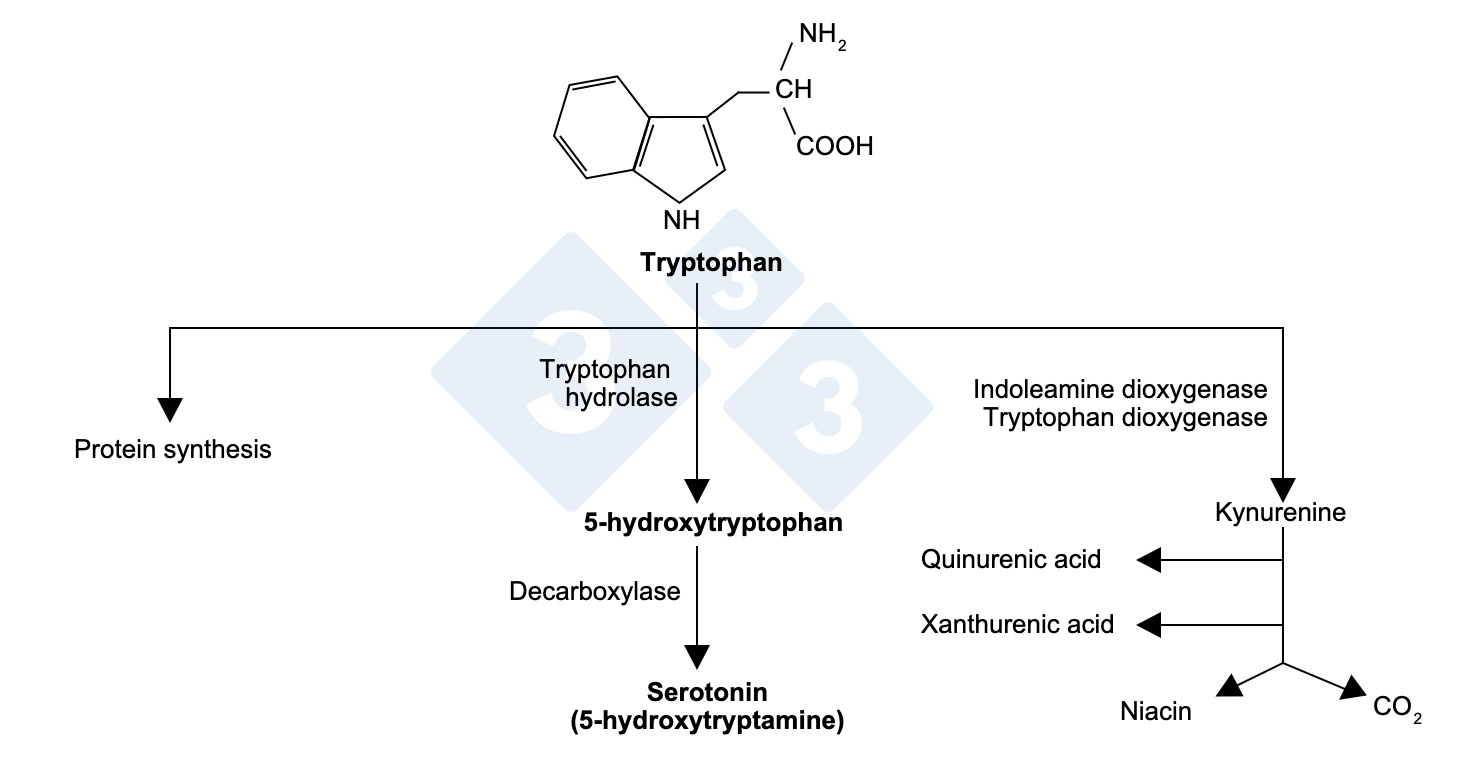 <p>Figure 1. Tryptophan molecule and its pathways.</p>
