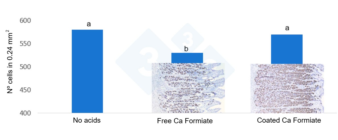 Figure 2: Number of parietal cells per treatment in weaned pig stomach.