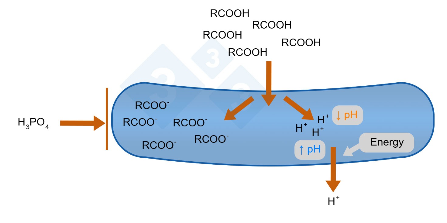 Organic acid mode of action
