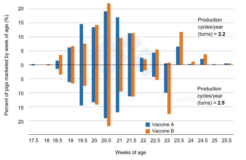 Figure 3: Two herds, but one with less variation in growth rates means fewer slow growing pigs due to differences in vaccination program. Fewer slower growing pigs means barns can be closed sooner without incurring as many penalties.
