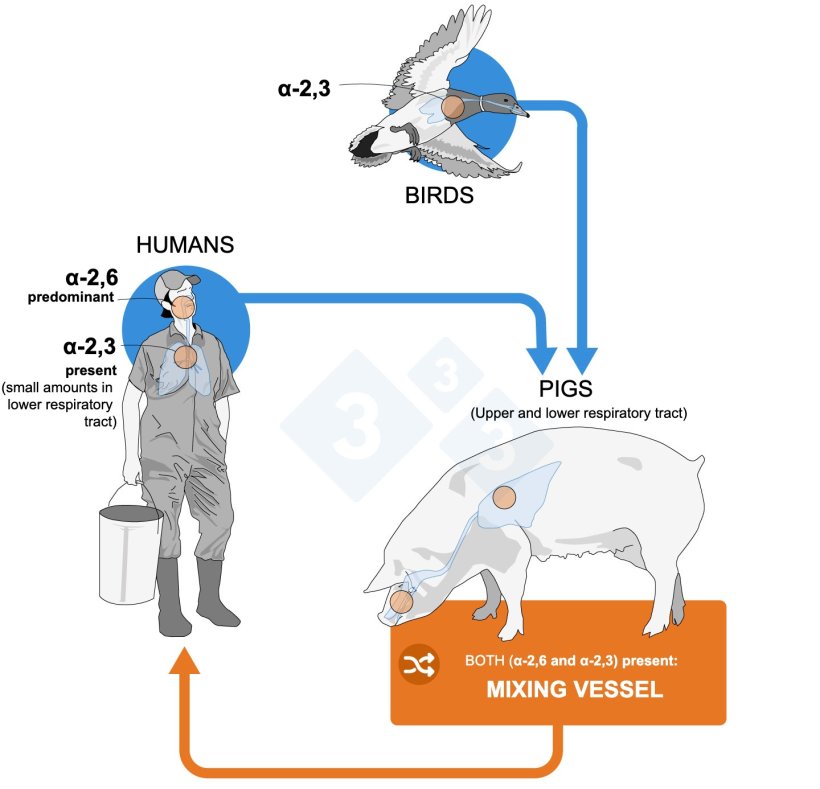Figure 2. Distribution of influenza virus receptors in humans, birds, and pigs. There are two main configurations of these receptors: α-2,3, which is exclusive to birds, and α-2,6, which is predominant in humans. Pigs have both configurations throughout their respiratory tract and are therefore more easily infected by both avian and human viruses.