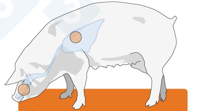 Figure 2. Distribution of influenza virus receptors in humans, birds, and pigs. There are two main configurations of these receptors: &alpha;-2,3, which is exclusive to birds, and &alpha;-2,6, which is predominant in humans. Pigs have both configurations throughout their respiratory tract and are therefore more easily infected by both avian and human viruses.
