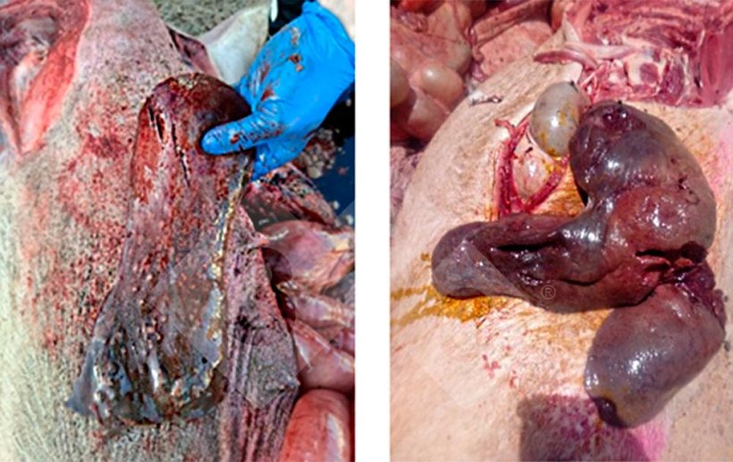 Photo 2. Hepatic lesions observed during necropsies.

