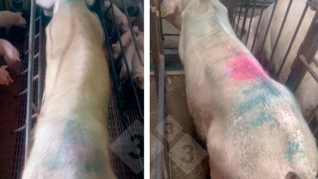 Photo 1.Sows with clinical signs.
