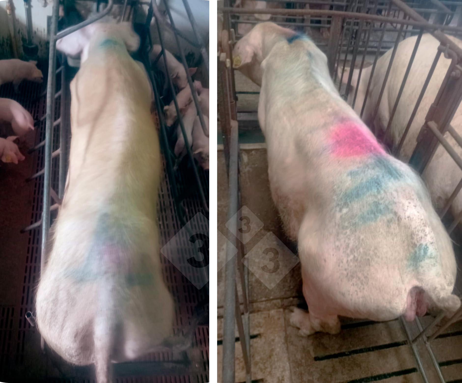 <p>Photo 1.Sows with clinical signs.</p>
