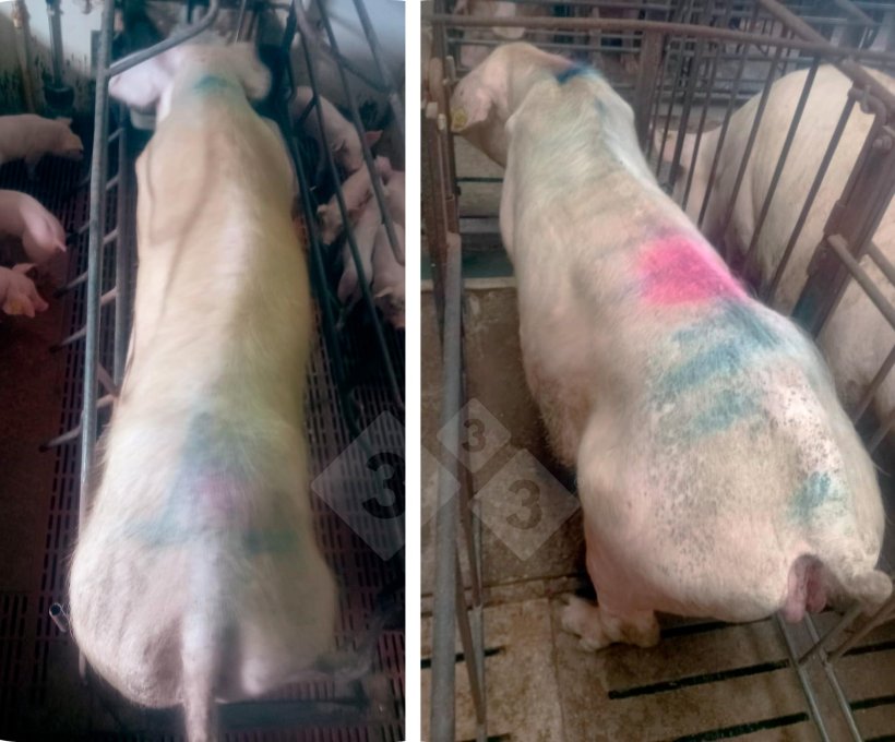 Photo 1.Sows with clinical signs.
