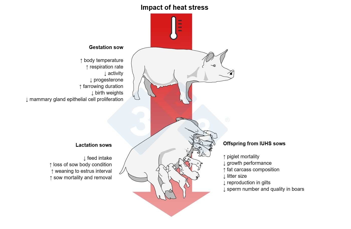 Effects of gestation heat stress on the pregnant sow