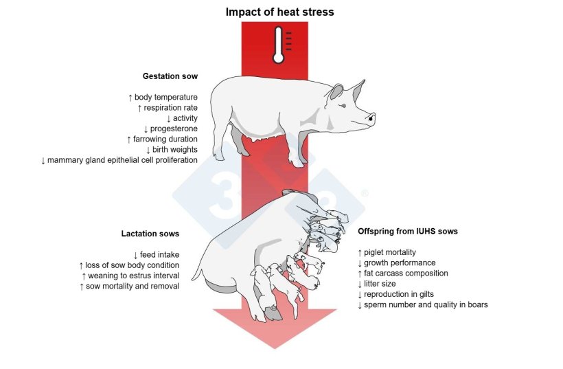 Figure 1 - Effects of gestation heat stress on the pregnant sow.&nbsp;Based on Lucy and Safranski, 2017.&nbsp;
