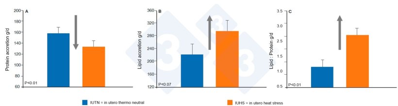 Figure 2. In uterus heat stress alters offspring body composition with reduced protein deposition while increased fat deposition. Initial body weight of experimental pigs: 62.4 &plusmn; 0.7kg. Source: Johnson, Sanz Fernandez, Patience, et al., 2015.