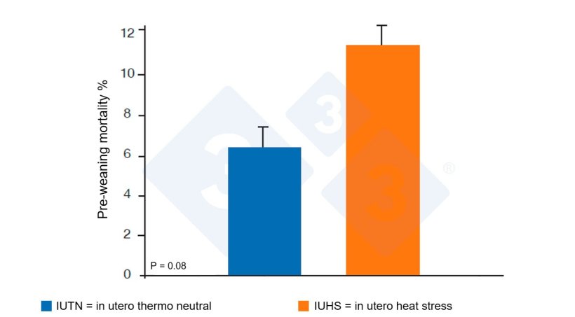 Figure 3. Pre-weaning mortality from gilt exposed to IUHS. Source: Safranski et al., 2015.