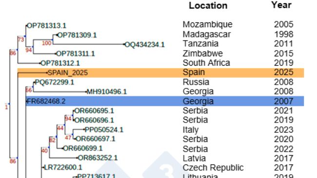Figure 1. Phylogenetic relationship of the Sp25 strain (in orange) compared to other African and European ASFV isolates following the introduction of Georgia 2007 (in blue) in Europe. Author: Dr Toni Gabald&oacute;n and Marina Marcet-Houben (IRB)

