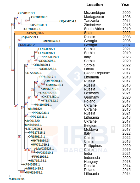 <p>Figure 1. Phylogenetic relationship of the Sp25 strain (in orange) compared to other African and European ASFV isolates following the introduction of Georgia 2007 (in blue) in Europe. Author: Dr Toni Gabaldón and Marina Marcet-Houben (IRB)</p>