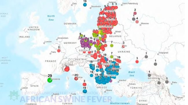 Geographical distribution of the genetic subgroups of genotype II ASF virus in Europe, highlighting genetic group 29 detected in Spain (Source: EURL-ASF).