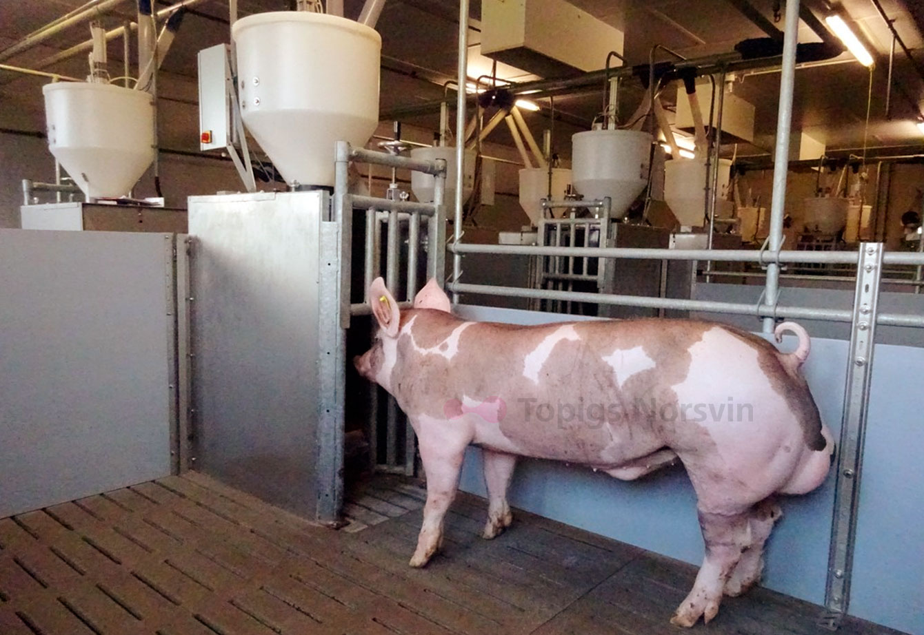 <p>Figure&nbsp;1.&nbsp;A Pietrain boar next to a feeding station that tracks the amount of feed consumed by each pig.</p>
