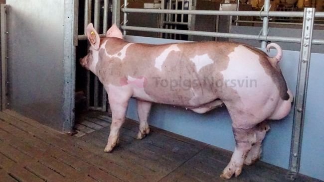 Figure 1. A Pietrain boar next to a feeding station that tracks the amount of feed consumed by each pig.