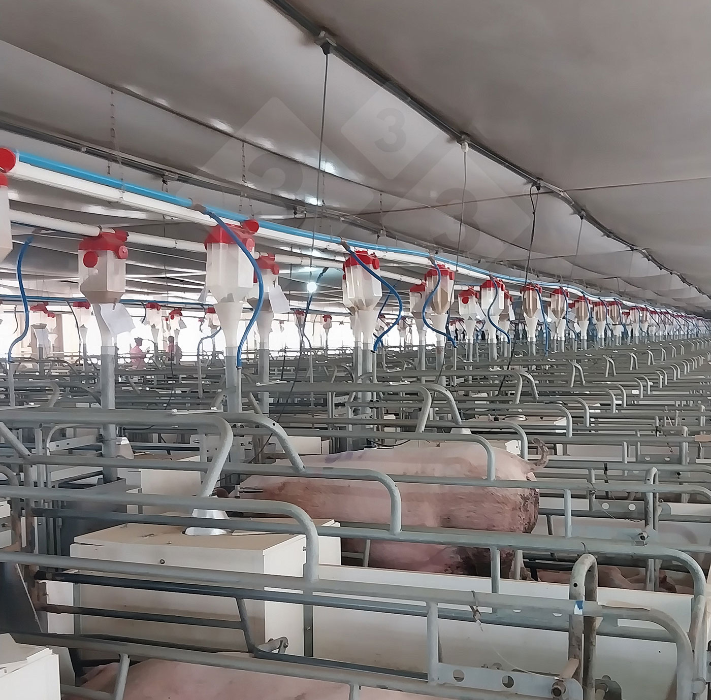 <p>Photo 6. Farrowing: Despite the warm weather, the farrowing pens are equipped with a covered nest for the piglets.</p>
