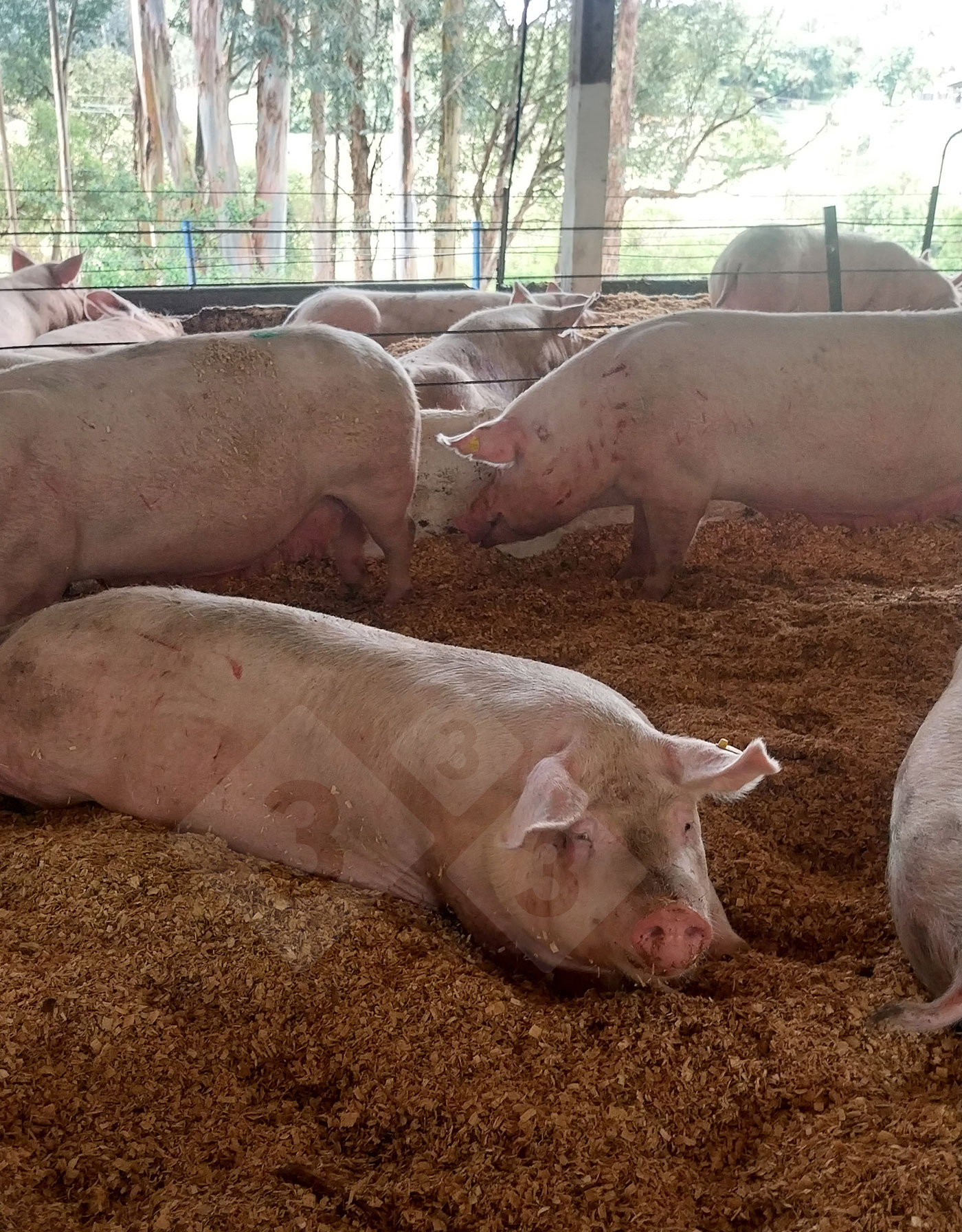 <p>Photo 9. Group-housed gestating sows.</p>