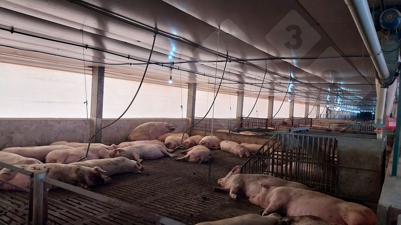 <p>Photo 4. Inside the gestation barn with a straw bed.</p>
