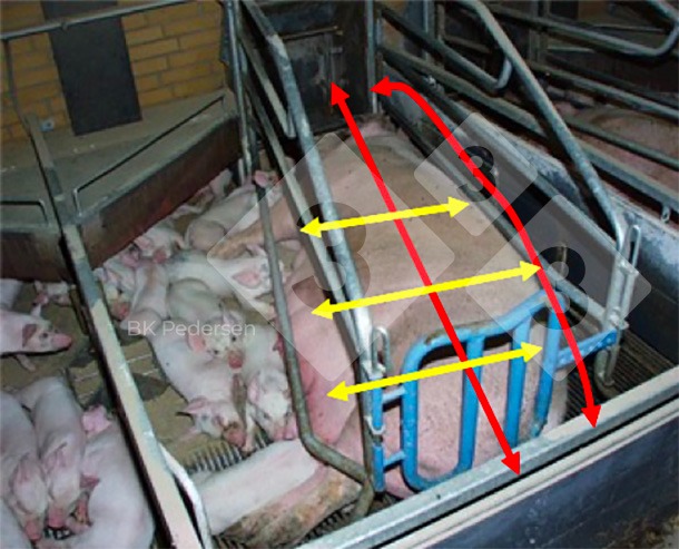  Danish recommendations regarding farrowing pen design.