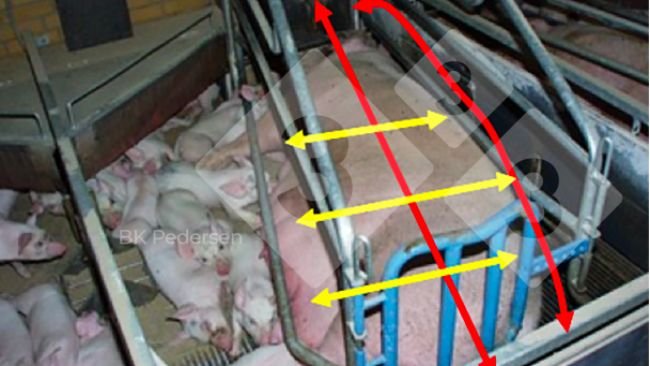 Dimension And Design Of The Farrowing Unit Articles Pig333