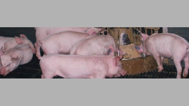 Fattening pigs