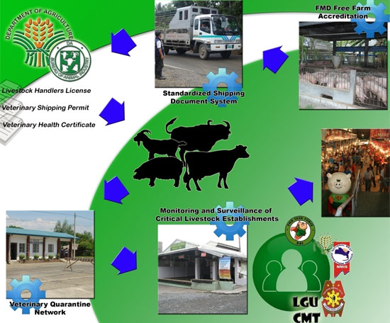 Critical Pathway of FMD Control and Eradication in the Philippines