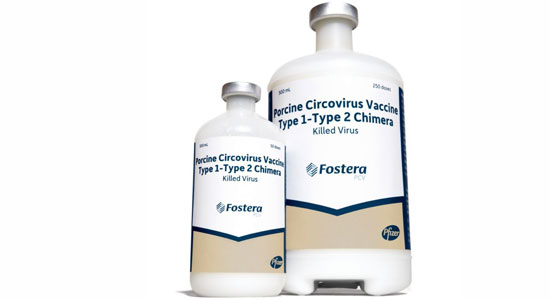 New Fostera? PCV is the only single-dose vaccine that helps prevent PCV2 viremia