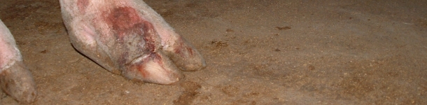 Are we underestimating lameness in sows?