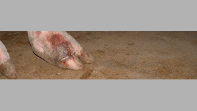 Are we underestimating lameness in sows?
