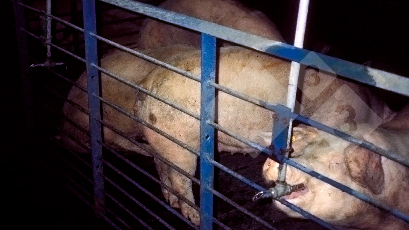 Affect of pig consuming patterns on water drugs – Articles