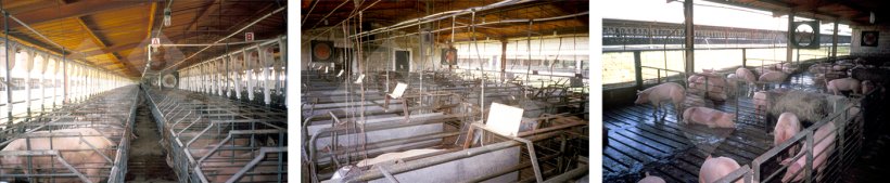 Figure 8. Phases of pig farming.
