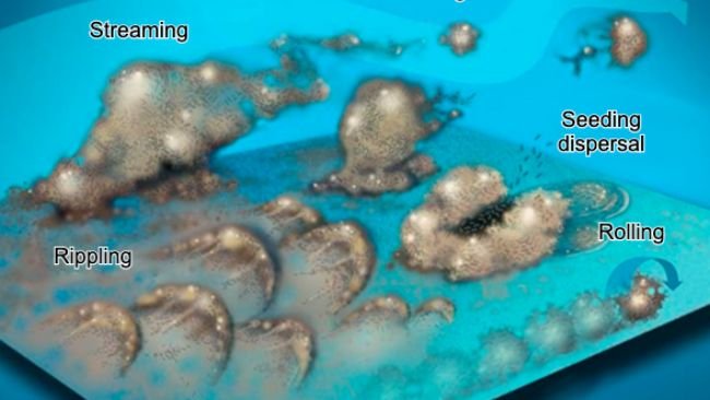 Figure 7. Biofilm bacteria can move in many ways: either collectively in waves, rolling on the surface, shedding in groups, or individually dispersed in the stream. Source: Center for Biofilm Engineering, Montana State University.