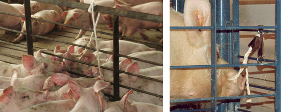 Samples can be collected from pens of pigs as pen-based samples or from individually crated animals